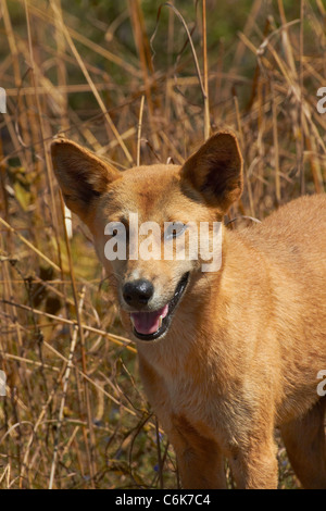 Dingo (Canis Lupus Dingo), Kakadu-Nationalpark, Northern Territory, Australien Stockfoto