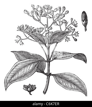 Cinnamomum Verum Zimt Vintage Gravur wahr. Alten gravierten Abbildung von Zimt Stengel mit Blüten und Knospe. Stockfoto