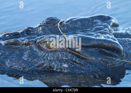 Salzwasser-Krokodil, gelbe Wasser Billabong, Kakadu-Nationalpark, Northern Territory, Australien Stockfoto