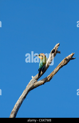 Regenbogen Bienenfresser (Merops Ornatus), gelbe Wasser Billabong, Kakadu-Nationalpark, Northern Territory, Australien Stockfoto