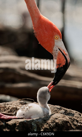 Baby-Vogel von der Karibik Flamingo. Ein warmes und wohliges Babyvogel von der Karibik Flamingo in der Nähe der Eltern. Stockfoto