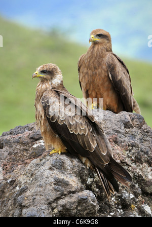 Schwarzmilan (Milvus Migrans). Zwei Schwarzmilane sitzen auf einem Stein, einem grünen Rasen. Stockfoto