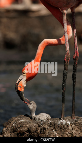 Baby-Vogel von der Karibik Flamingo. Ein warmes und wohliges Babyvogel von der Karibik Flamingo in der Nähe der Eltern. Stockfoto