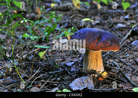 Boletus Edulis, allgemein bekannt als Penny Bun, Porcino oder KEP. Stockfoto