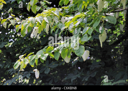 Dove-Baum oder Taschentuch Baum, Davidia involucrata Stockfoto