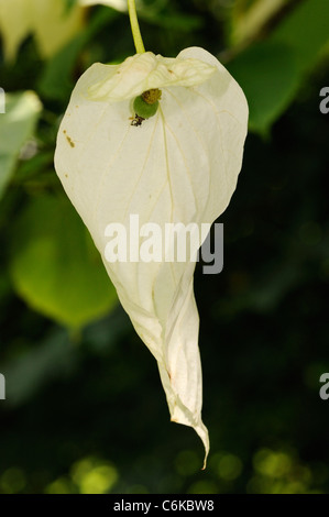 Dove-Baum oder Taschentuch Baum Blume, Davidia involucrata Stockfoto