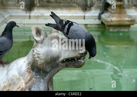 Taube-Trinkwasser aus dem Mund der Wolf Statue am Brunnen Fonte Gaia befindet sich an der Piazza del Campo in Siena, Italien Stockfoto