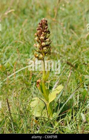 Frog Orchid, Coeloglossum viride Stockfoto