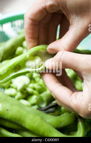 Dicke Bohnen mit Milch und Salbei Stockfoto