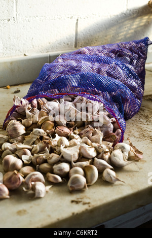 Frischer Knoblauch aus Tasche Stockfoto