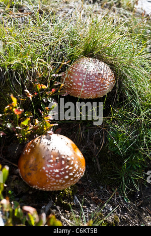 Fly agaric (Amanita muscaria) Stockfoto
