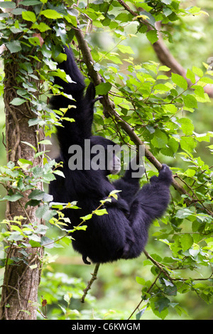 Gibbons tragen junge baby schwingen im Ast im Wald Stockfoto