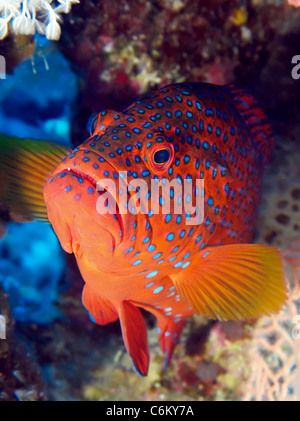 Fotoarchiv: Coral Hind Zackenbarsch (Cephalopholis Miniata) Stockfoto