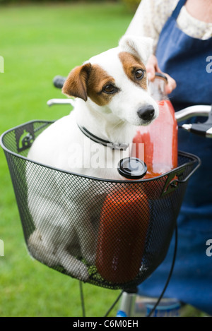 Gläser Passata di Pomodoro (Tomatenmark) im Fahrradkorb mit Hund Stockfoto