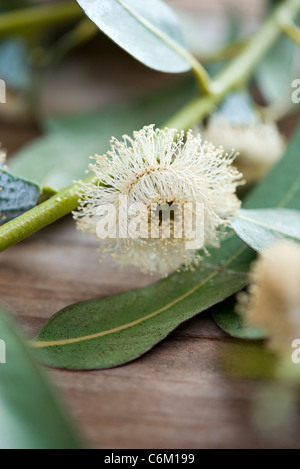 Eukalyptus-Blume Stockfoto