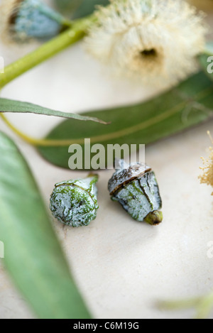 Eukalyptus-Knospen Stockfoto