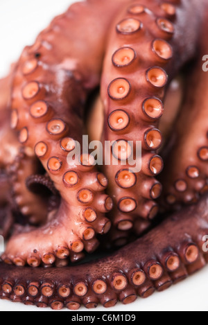 Tentakeln von frischem Oktopus, close-up Stockfoto