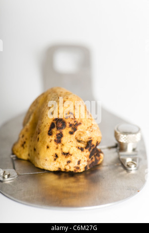 Trüffel und Trüffel-Rasierer Stockfoto