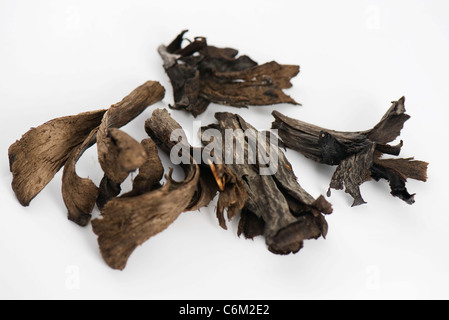 Trompete von Tod Pilze (Craterellus Cornucopioides) Stockfoto