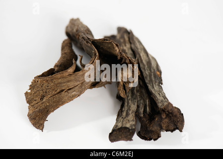 Trompete von Tod Pilz (Craterellus Cornucopioides) Stockfoto