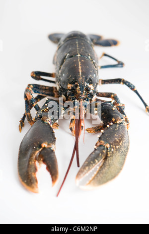 Frischer Hummer Stockfoto