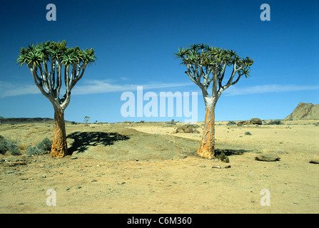 Zwei Bäume in der Wüste Namib Stockfoto