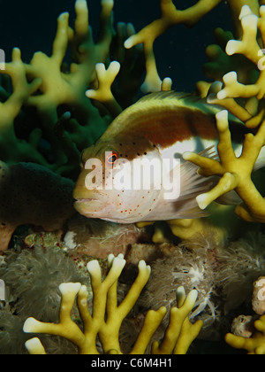 Sommersprossiges Hawkfish (Paracirrhites Forsteri) Stockfoto