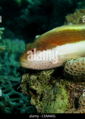 Sommersprossiges Hawkfish (Paracirrhites Forsteri) Stockfoto