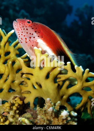 Sommersprossiges Hawkfish (Paracirrhites Forsteri) Stockfoto