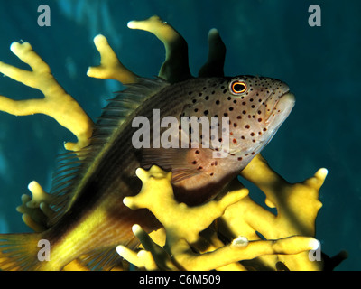 Sommersprossiges Hawkfish (Paracirrhites Forsteri) Stockfoto