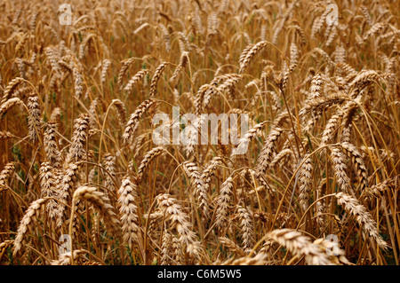 Ähren in einem Feld, England Stockfoto