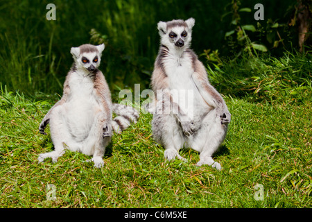 Lemuren (Lemur Catta) aus Madagaskar sitzen auf dem Rasen, Sonnenbaden. 116505 ManorHouse Stockfoto