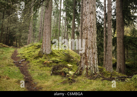 Ein Pfad verschwindet in der Ferne in einem Kiefernwald in Schottland Stockfoto