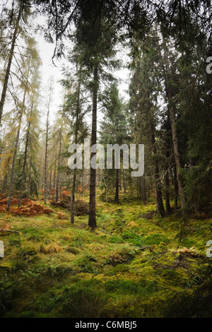 Nadelbäume in einem üppig grünen Wald in Schottland Stockfoto