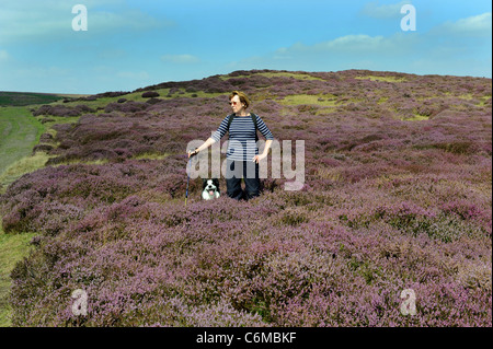 Lila Heidekraut auf The Long Mynd Kirche Stretton Shropshire Uk Stockfoto