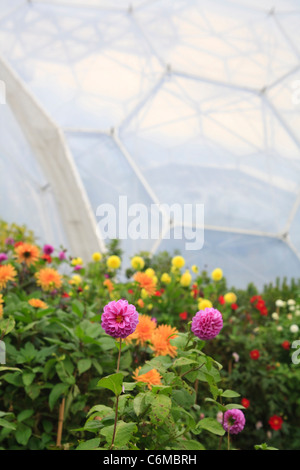 Dahlien-Blüten mit BIOM Gewächshäuser im Hintergrund