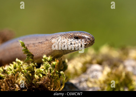 Geschiedenen Fragilis Blindschleiche Nahaufnahme Stockfoto