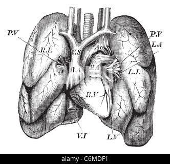 Menschliches Herz und Lunge, Vintage Gravur. Alten graviert Abbildung des menschlichen Herzens und der Lunge. Stockfoto