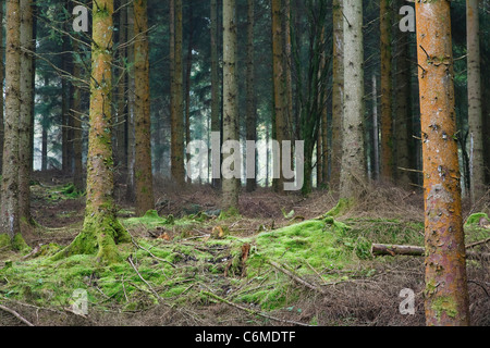 Lichtung in einem dichten immergrünen Wald in England. Stockfoto