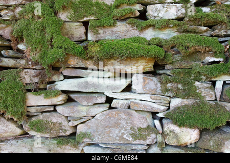 Alten Trockenmauer in Moos und Flechten bedeckt Stockfoto