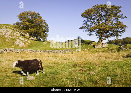 Ein Herdwick Schaf Spaziergänge durch die Landschaft im Langdale, Lake District, Cumbria, UK Stockfoto