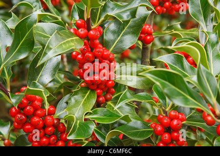 Nahaufnahme von reifen roten Beeren auf eine Stechpalme bush Stockfoto