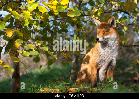 Britischen oder europäischen Rotfuchs [Vulpes Vulpes Crucigera], sitzen unter Baum, Porträt Stockfoto