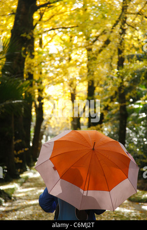 Frau mit Regenschirm im Fußweg umgeben von Ginkgo Biloba Bäume allein zu Fuß. Parque Terra Nostra, Azoren, Portugal Stockfoto