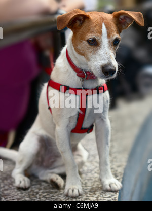 Glatt beschichtet Parson Jack Russell Terrier sitzen, Blick nach unten Stockfoto