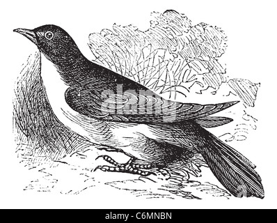 Gelb-billed Kuckuck oder Krähe Regen oder Sturm Crow oder Coccyzus Americanus, Vintage-Gravur. Alte graviert Abbildung von einem gelben Stockfoto