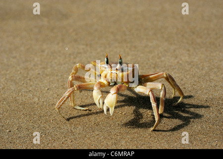 Eine Nahaufnahme von einem gehörnten Ghost Krabben auf Meeressand Stockfoto