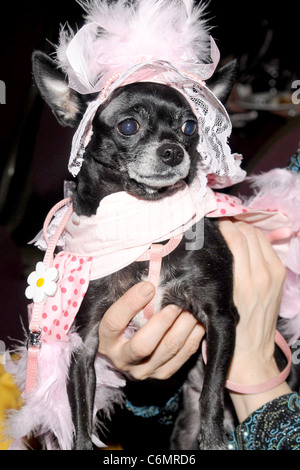 Hund North Shore Animal League vor Westminster Fashion Show statt im Hotel Pennsylvania New York City, USA - 12.02.10 Stockfoto