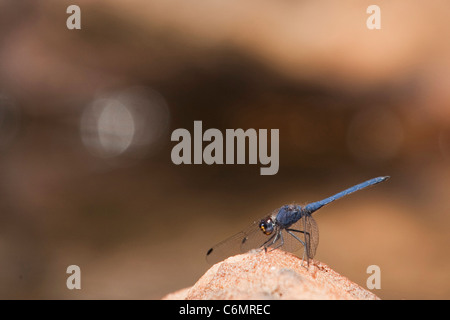 Blaue Libelle auf einem Felsen Stockfoto