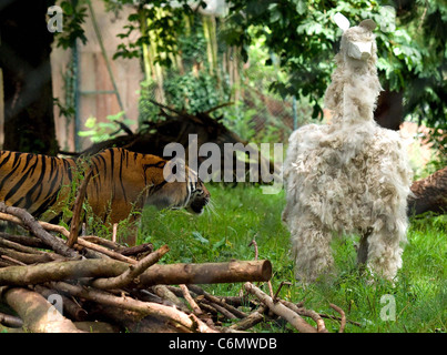 Zoo-Feeds Alpaka zu Tigern Keepers in Paignton Zoo in Devon, England gefüttert wurden ein Alpaka für ihre Tiger- aber es Wasnâ€™ t ein Stockfoto